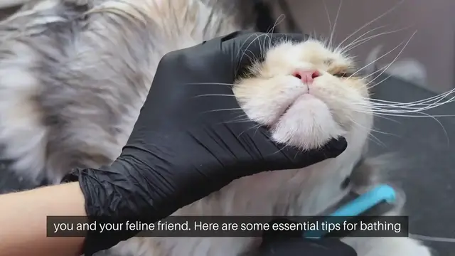 Video thumbnail for Cat Bathing Tips