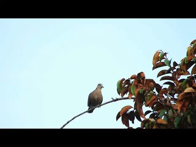 'Video thumbnail for Under try wild dove stay here to crie'