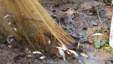 'Video thumbnail for Fish a lot catch it'