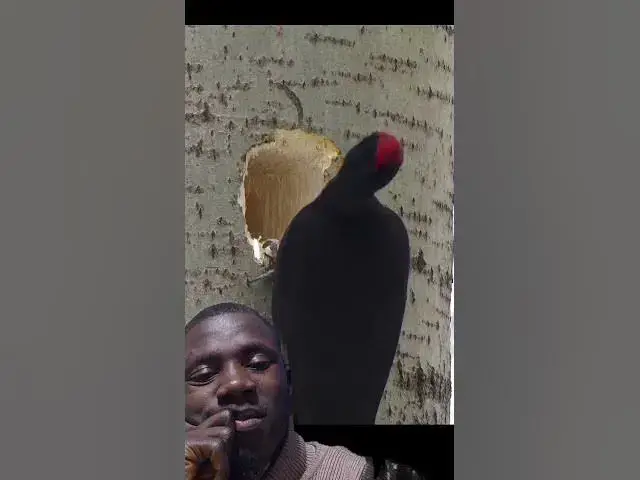 Video thumbnail for This Bird Carve and Apple on a Tree #birds #animals #storybird #birdwings #birdsinging #parrotbeak