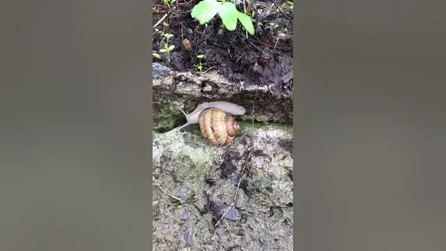 Video thumbnail for Is it OK to hold garden snails?😍😘🥰#shorts