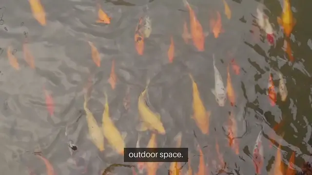 'Video thumbnail for Koi Fish Pond Design'