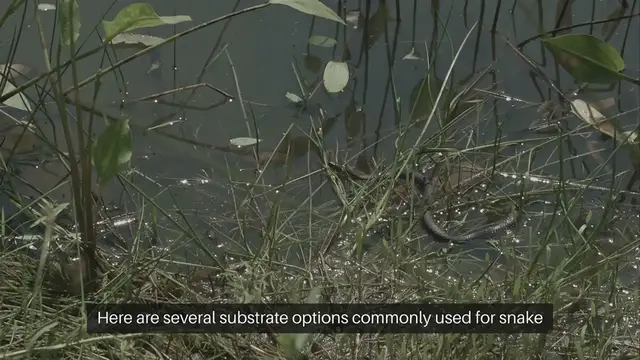 Video thumbnail for Snake Habitat Substrate Options