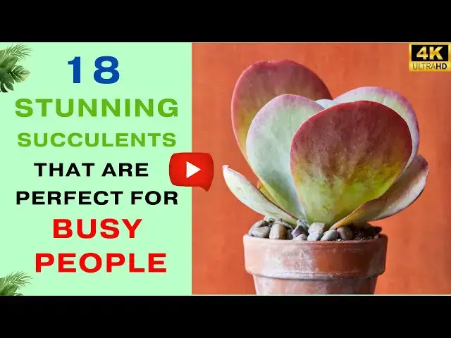 'Video thumbnail for 18 Stunning Succulents That Are Perfect For Busy People | Low Maintenance Succulents'