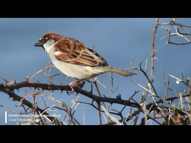 Video thumbnail for Gorrión común (Passer domesticus)