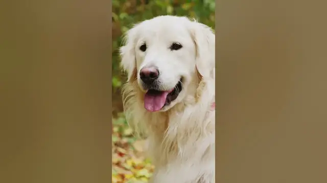 Video thumbnail for 3 cons of owning a Golden Retriever#shorts