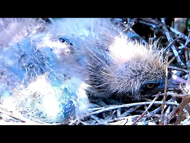 Video thumbnail for Baby Birds Sleeping on Nest - baby birds wait eat