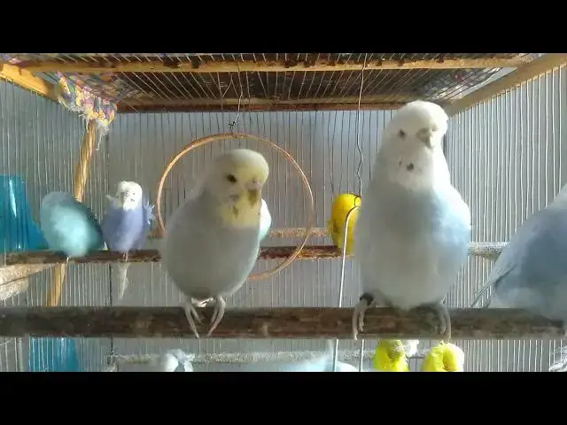 'Video thumbnail for 🕊️ Meditação Transformadora – 30 Min de Natureza Viva'