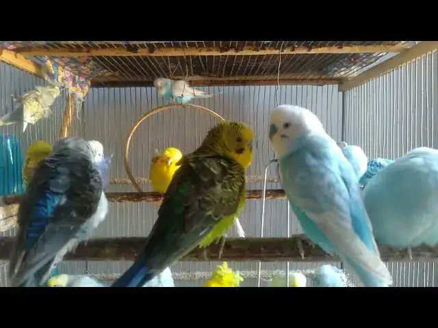 'Video thumbnail for 🌿🕊️ 8 Min de Natureza Viva – Sons de Periquitos para Foco'