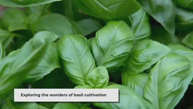 'Video thumbnail for Growing Basil: Tips for Planting, Care, and Culinary Use'