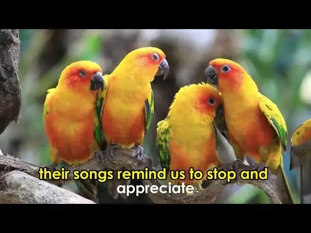 'Video thumbnail for Exploring the Exquisite Beauty of Birds and Their Vital Role in the Environment'