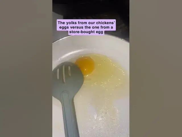 Video thumbnail for And ours taste better, too! #Eggs #ChickenEggs #FreeRange #FreeRangeEggs #Group7