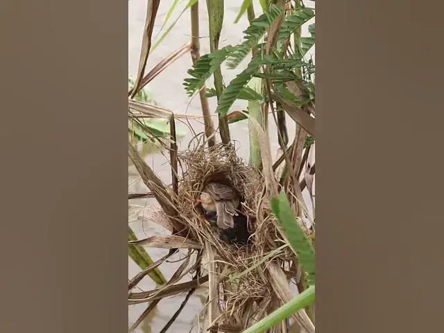 Video thumbnail for birds food eating  #birdparenting #birdwatching #birdslover #birdspotting #trending