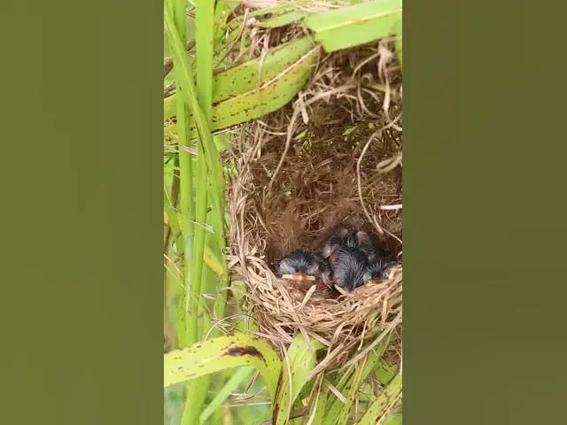 Video thumbnail for Wild Rice Bird Babies #BabiesBird  #Feedigbirds #nature #shortvideo #viralvideo #birds #birdlist