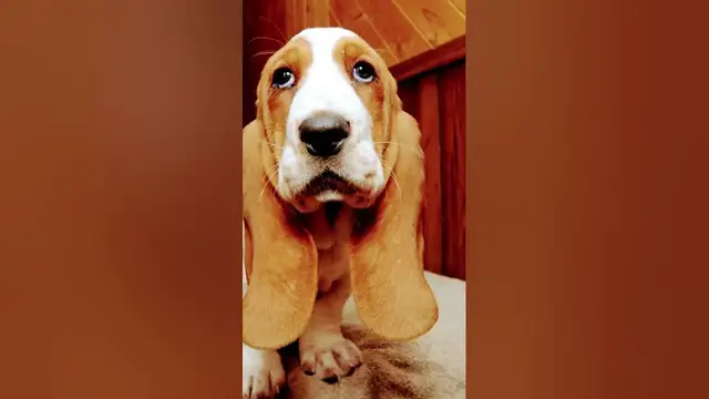 Video thumbnail for Basset hound pups #bassethoundpuppy #bassethounds