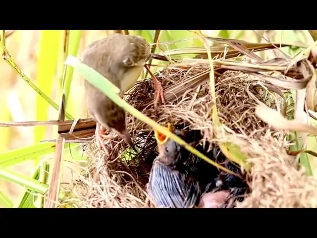 Video thumbnail for Amazing Bird Catching Food To Eat on Nest