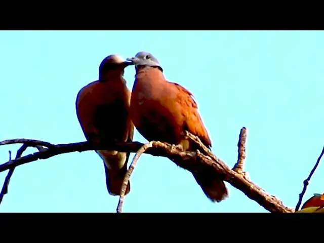 Video thumbnail for Wild dove birds in love - baby birds nest