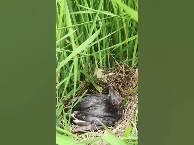 Video thumbnail for Top Mergansers Bird Wild   #animals #nature #birds #bird #pets #aviary #cute #animal #pet #birdsound