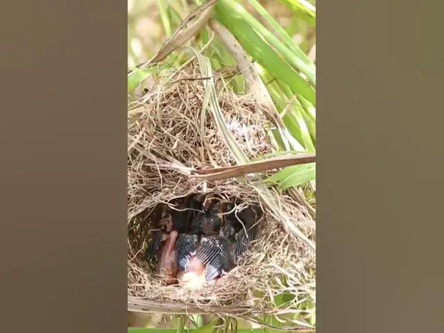 Video thumbnail for Babies Bird Cries Feed in Nest EP#324 #Babybird #feeding #babybird #shorts ##birds #birdslover #finc