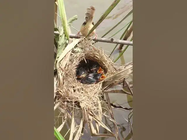 Video thumbnail for Mothet Bird & babies  #birdparenting #birdwatching #birdslover #birdspotting #trending #birdsounds