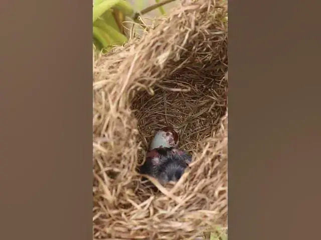 Video thumbnail for Egg & Babies Bird  #nestegg #birdeggs #birdslover #nestling #birdnest #nature #wildlife #nest #birds