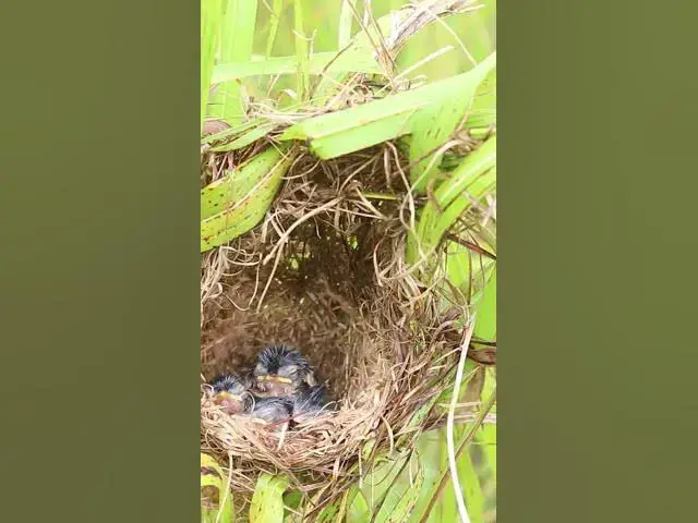 Video thumbnail for Gowth Bird Babies in Nest EP#331 #Babybird #feeding #babybird #shorts ##birds #birdslover #bgmi