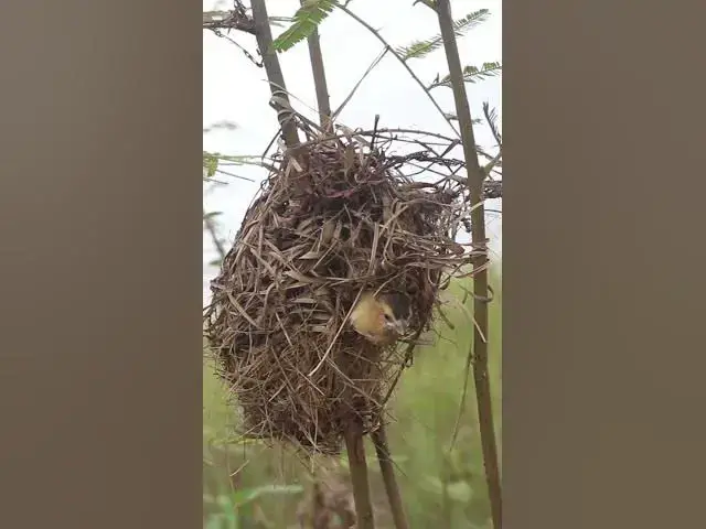 Video thumbnail for Oh babies Golden Bird  #nestling #birdeggs #birdslover #nestegg #birdnest #nature #wildlife #birds