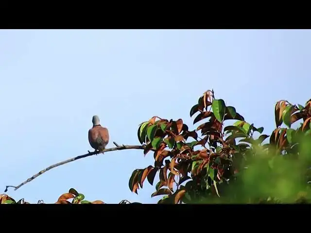 'Video thumbnail for Cute of Hero wild bird dove'