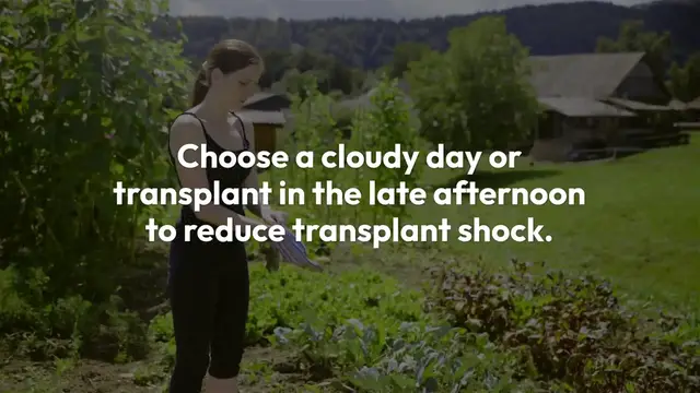 'Video thumbnail for Transplanting Seedlings Like a Professional'