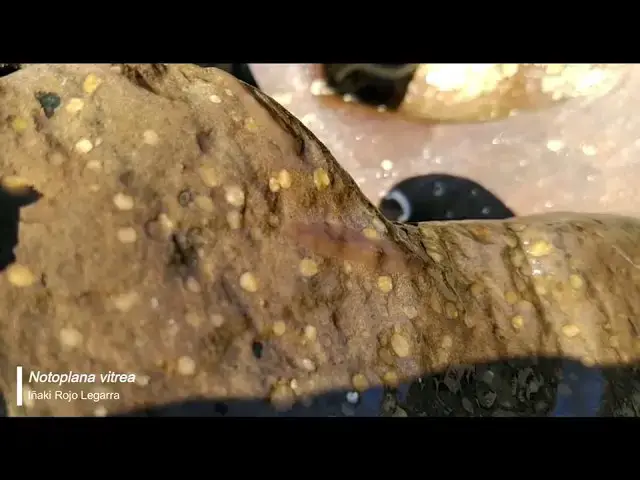 Video thumbnail for Notoplana vitrea