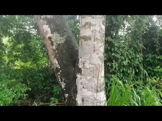 'Video thumbnail for Rains on the tree'