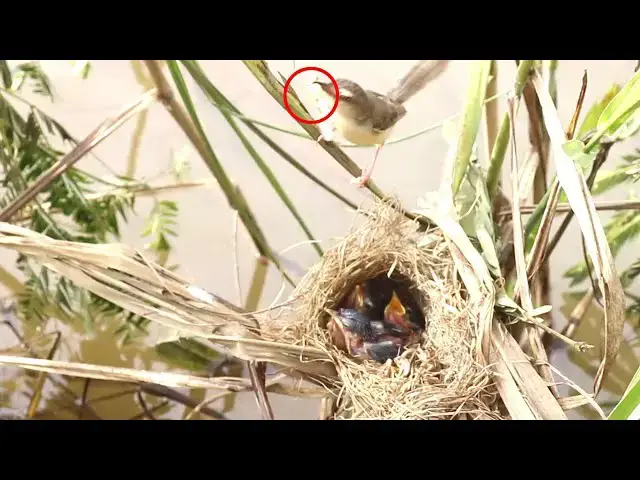 Video thumbnail for Grown Sparrow Eat  food in nest // babies wild bird cries feed
