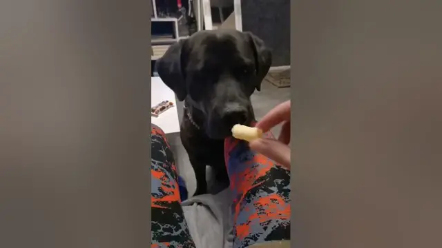 Video thumbnail for Adorable Cane Corso😍😘🥰#shorts