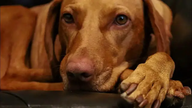 Video thumbnail for Can You Trust a Vizsla?