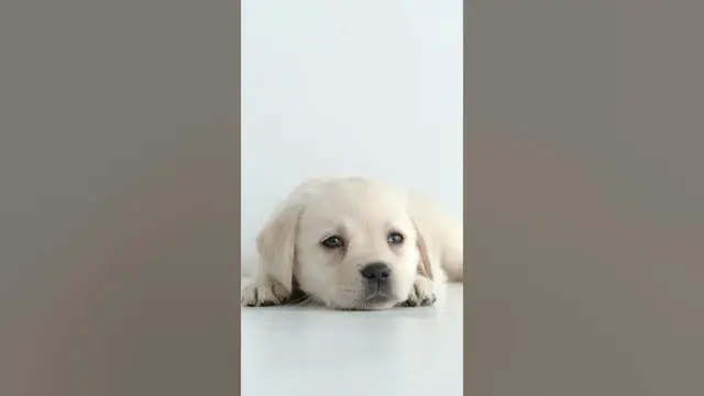 Video thumbnail for Cute Labrador Puppy#shorts