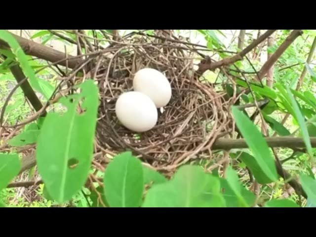 Video thumbnail for Egg wild dove bird growth on nest