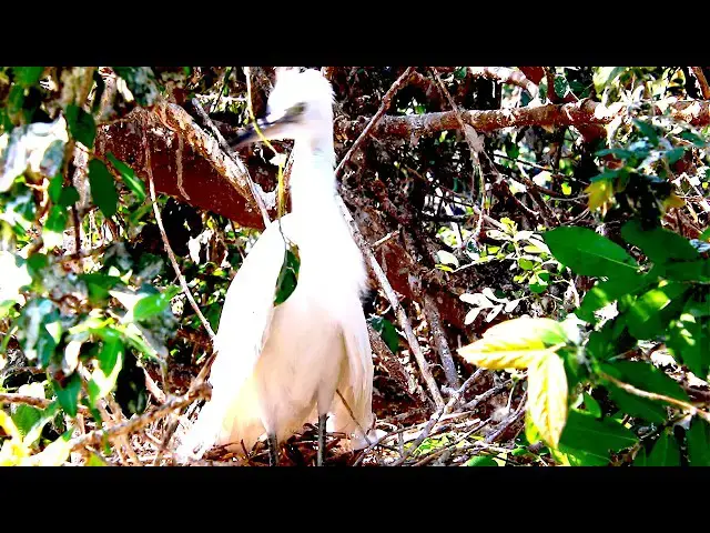 Video thumbnail for Cockroach bird on nest - baby birds eat