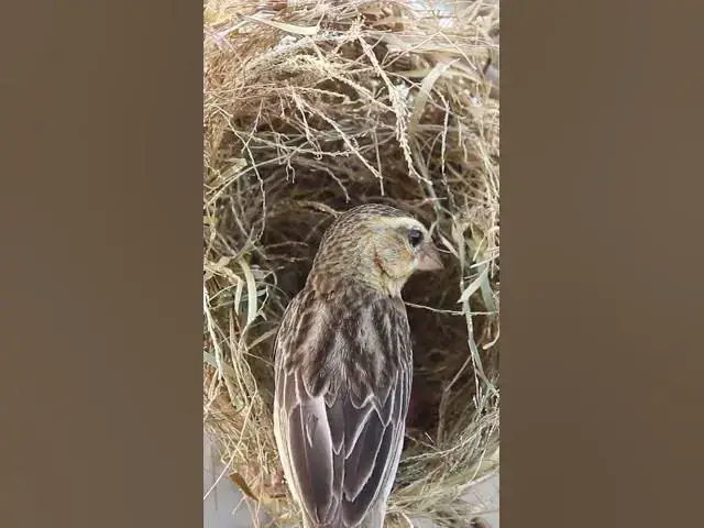 Video thumbnail for Golden Bird Feed Baby Life #Egg-citing #Ornithology #Nature #Biodiversity #Eggceptional #Eggstraord