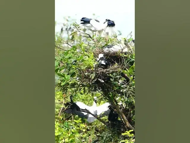 Video thumbnail for Grey Heron Ardea Cinereal​ #Feedigbirds #nature #shortvideo #viralvideo #birds #feedingbird #birds