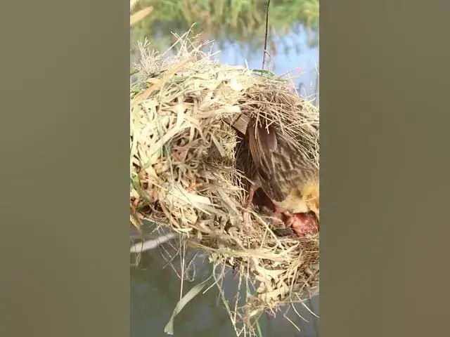 Video thumbnail for Female Golden Bird Feed Baby #Egg-citing #Ornithology #Nature #Biodiversity #Eggceptional #Eggstraor