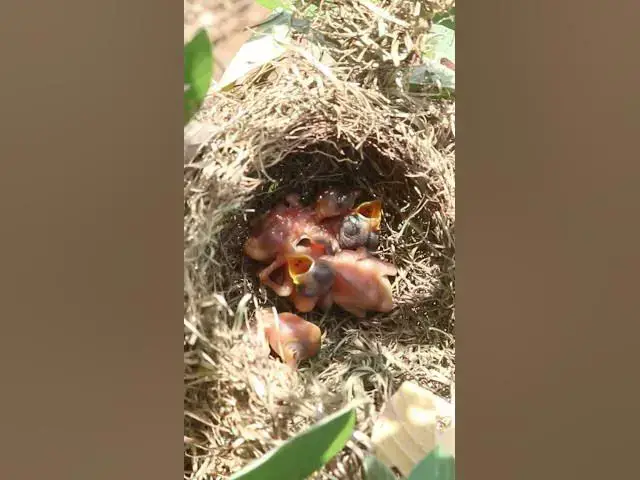 Video thumbnail for The best babies wild bird #Feedigbirds #nature #shortvideo #viralvideo #birds #feedingbird  #bird