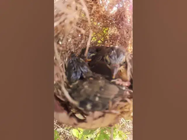 Video thumbnail for Waiting Feed in Nest Baby Bird #Egg-citing #Ornithology #Nature #Biodiversity #Eggceptional #Eggstra