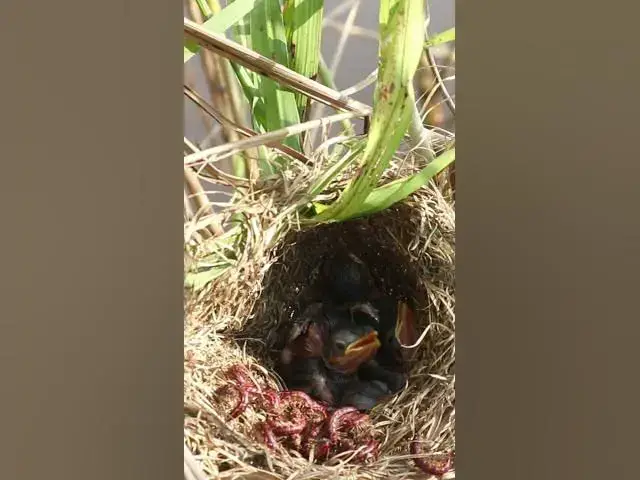 Video thumbnail for Demon Babies Birds Very hungry eat EP#207  #birdslover #birdwatch #birds #beautifulbird #shortvideo