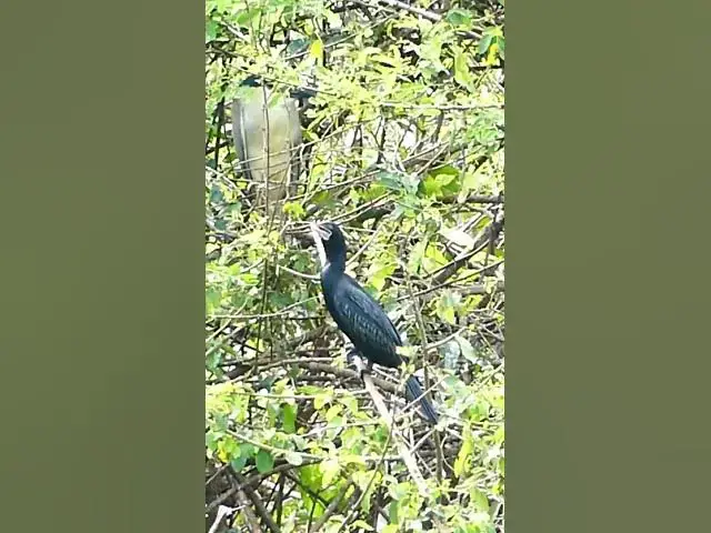 Video thumbnail for Black Wild Bird Water  #finchbaby #wildbird #nature #finchbird #birdlist #wildlife #bird  #birdspeci