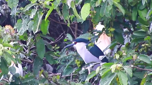 Video thumbnail for Cute bird stay here