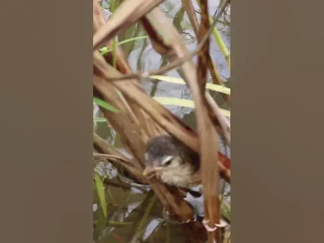 Video thumbnail for Babies Wild bird try Fly  #finchbaby #wildbird #nature #finchbird #birdlist #wildlife #birdspecies