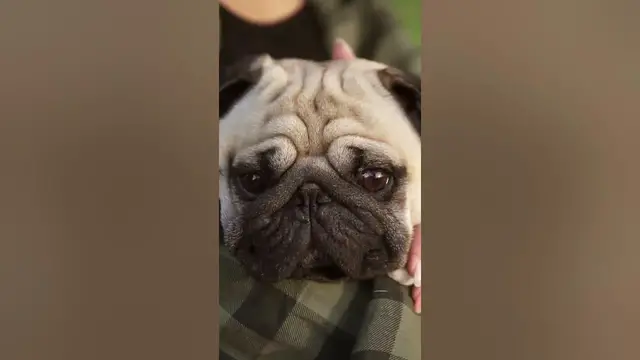 Video thumbnail for 3 pros of owning a Pug #shorts