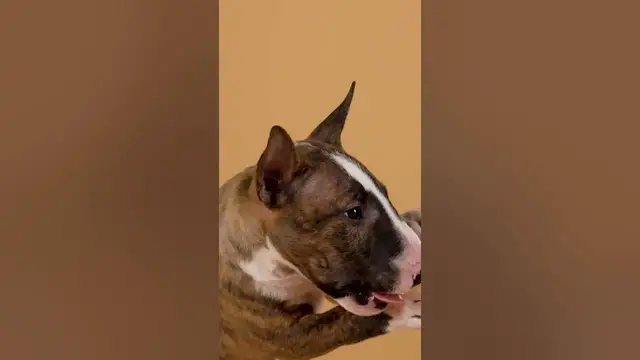 Video thumbnail for 4 pros of owning an English Bull Terrier#shorts