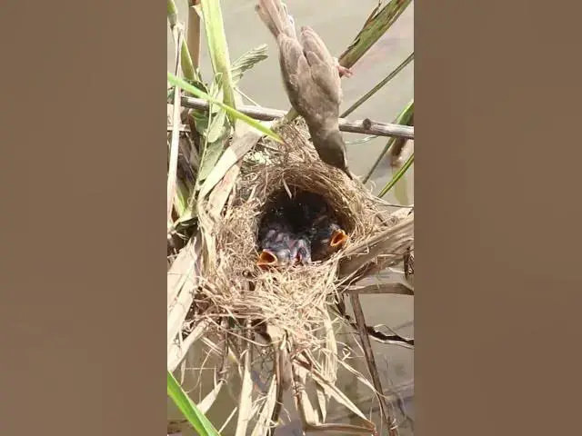Video thumbnail for Babies Cries Bird  #birdwatching #nature #birdparents #birdspotting #birdslover #birdwatchinglife