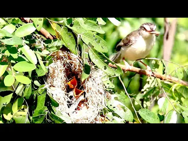 'Video thumbnail for Grass Nest Baby | Bird's Hungry Plea for Food'
